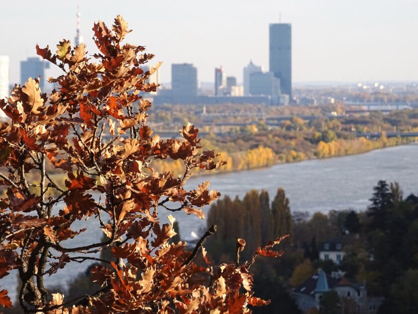 Attikon übernimmt Wiener Spezialmakler S.A.V.