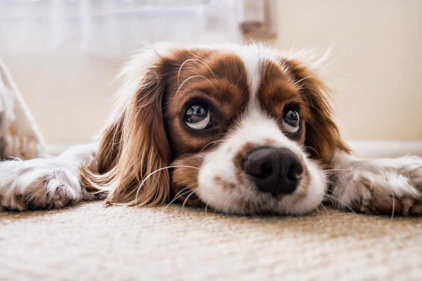 Hat die DFV kein Herz für Tiere?