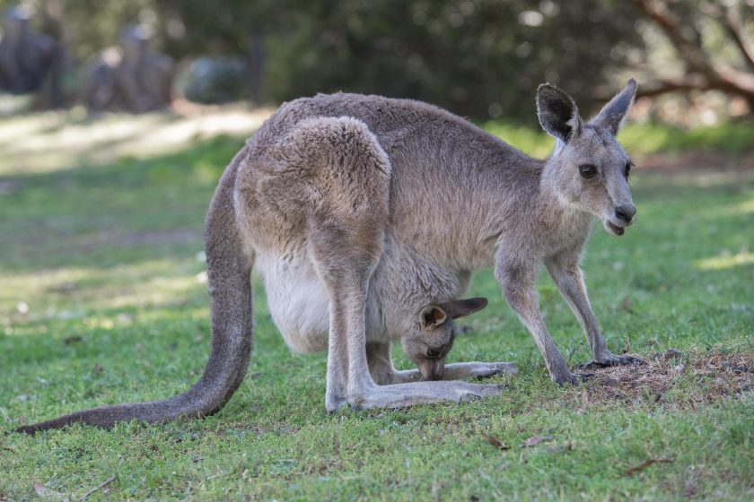 Australischer Kfz-Versicherer muss für "höchst unwahrscheinlichen" Känguru-Unfall zahlen
